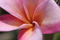 Plumeria