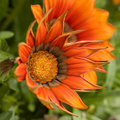 Burst Of Color