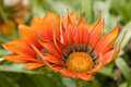Burst Of Color