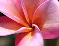 Rainbow Star (Pink Plumeria)