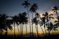 Coconut Sunset