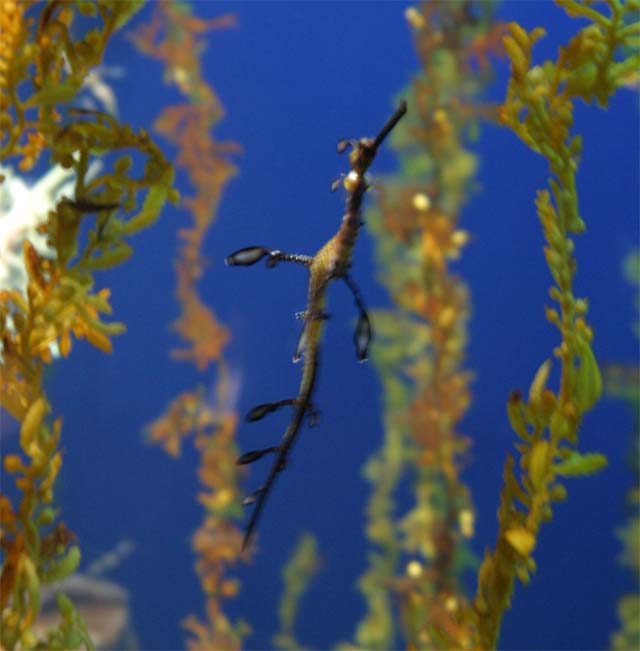 fish.jpg