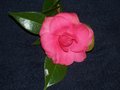 100_0518.JPG