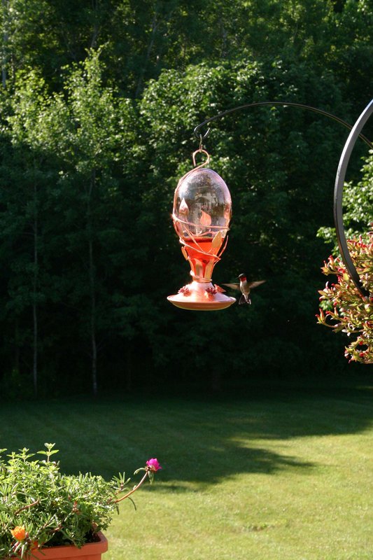 Hummingbird