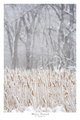 Winter Cattails