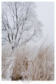 Winter Grass