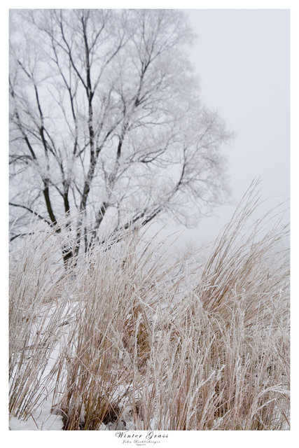 Winter Grass