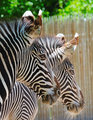 zebras.jpg