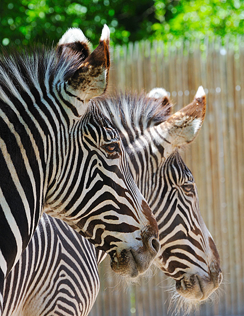 zebras.jpg