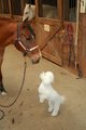 Odd Couple