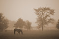 Mist