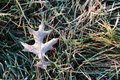 First Frost