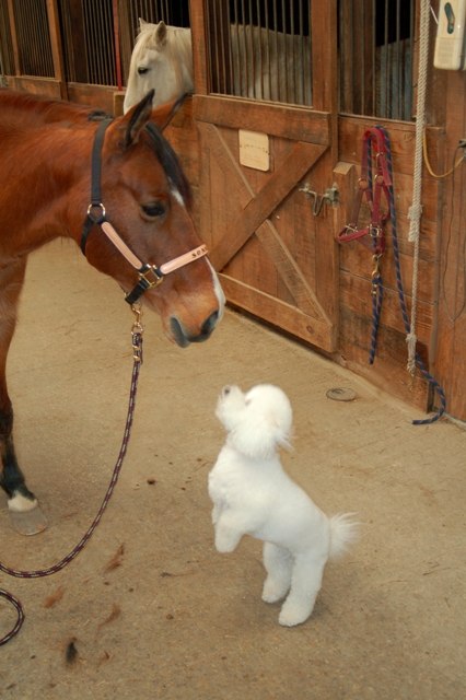 Odd Couple