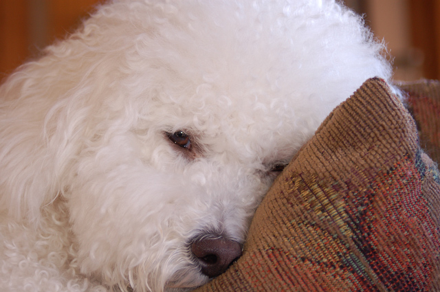 Sleepy.jpg
