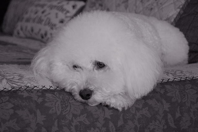 Josie