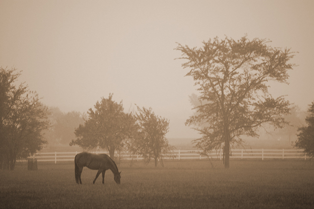 Mist