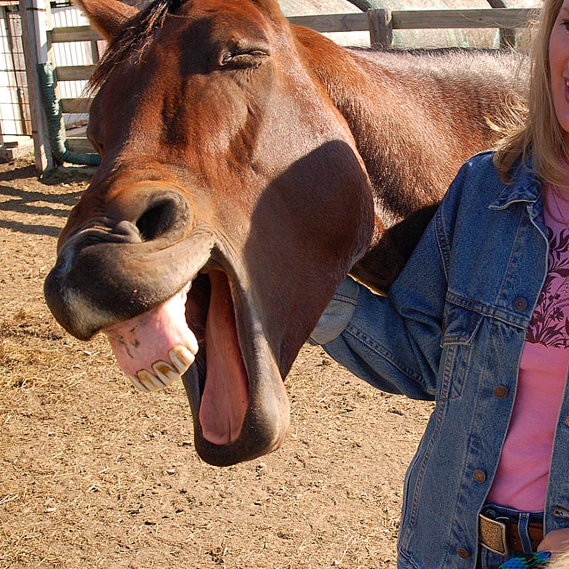 This Horse Walks Into A Bar