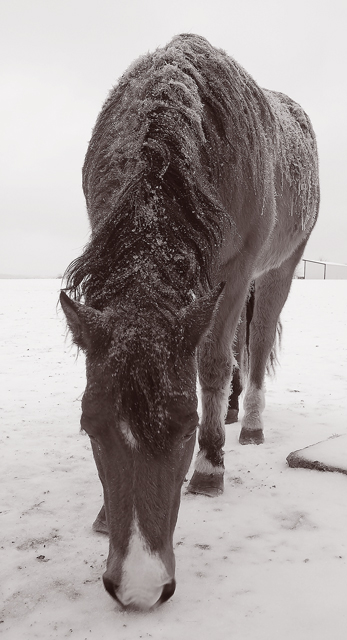Frosty