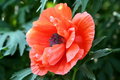  Poppy