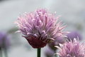Chives