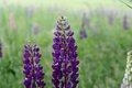 In The Lupine