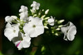 Phlox