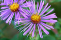 Fall Asters