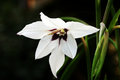 Wild Lily