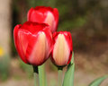 Satin Reds