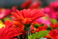 Gerbera Daisies