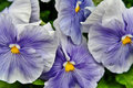Pansies