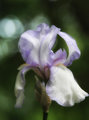 Lavender Iris