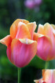 Peachy Tulips