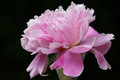 Peony