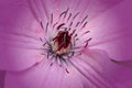 Clematis
