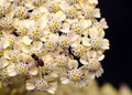 Bee On Yarrow