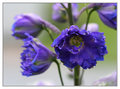 The Blues