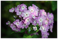 Lavender Phlox