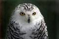 Snowy Owl  II