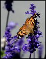 Raggedy Butterfly