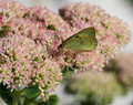 Butterfly On Sedum