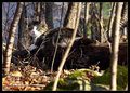 Abby In Her Woods