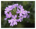 Phlox under glass