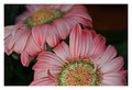 Gerbera Duo