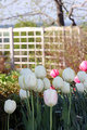 Spring Garden