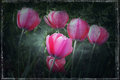 Tulip Tapestry