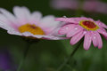 Sassy Pink (Argyranthemum )