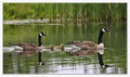 Family Outing
