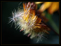 Gone to Seed