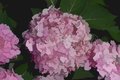 Touch Of  Pink